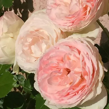 Rose Garden Studio Giverny Extérieur photo