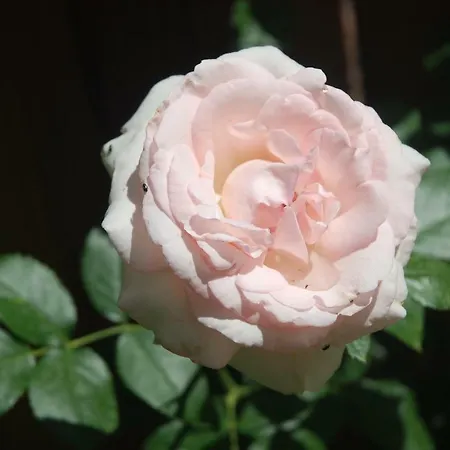 Rose Garden Studio Giverny Extérieur photo