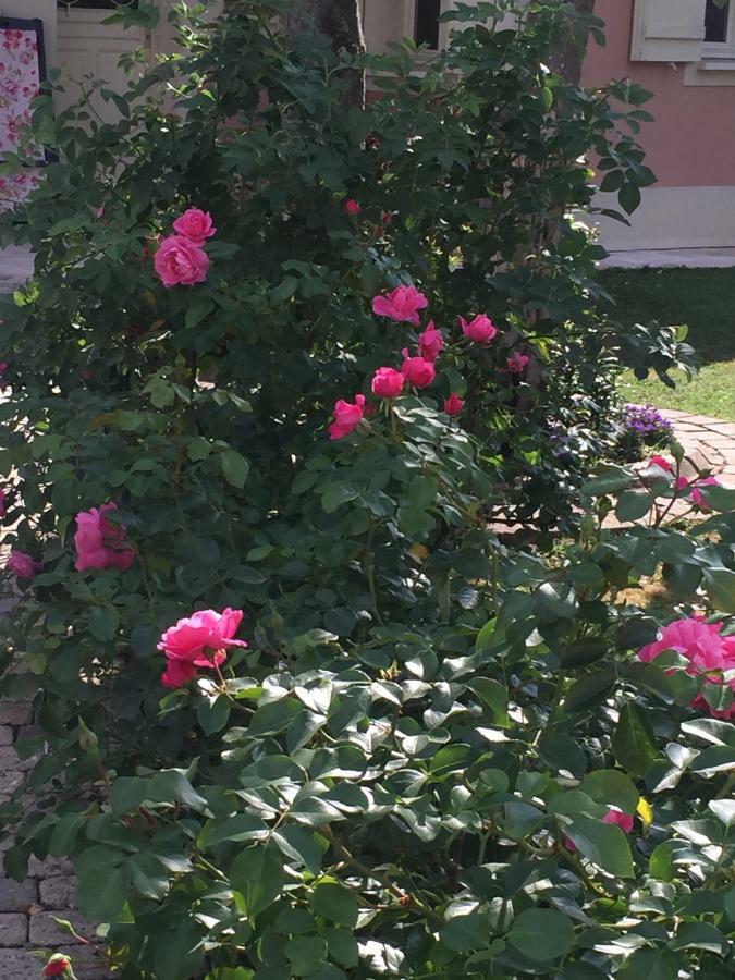 Rose Garden *