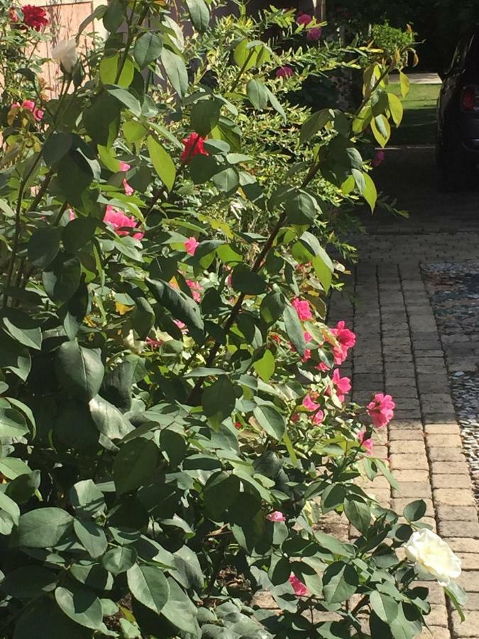 Rose Garden *