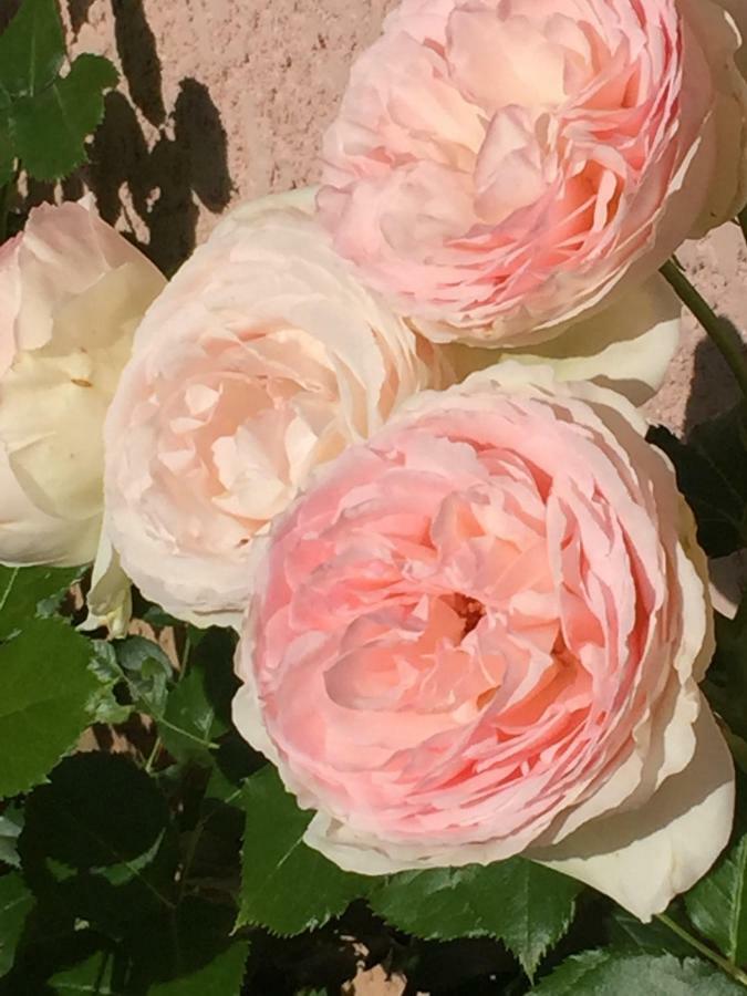 Apartment Rose Garden Giverny