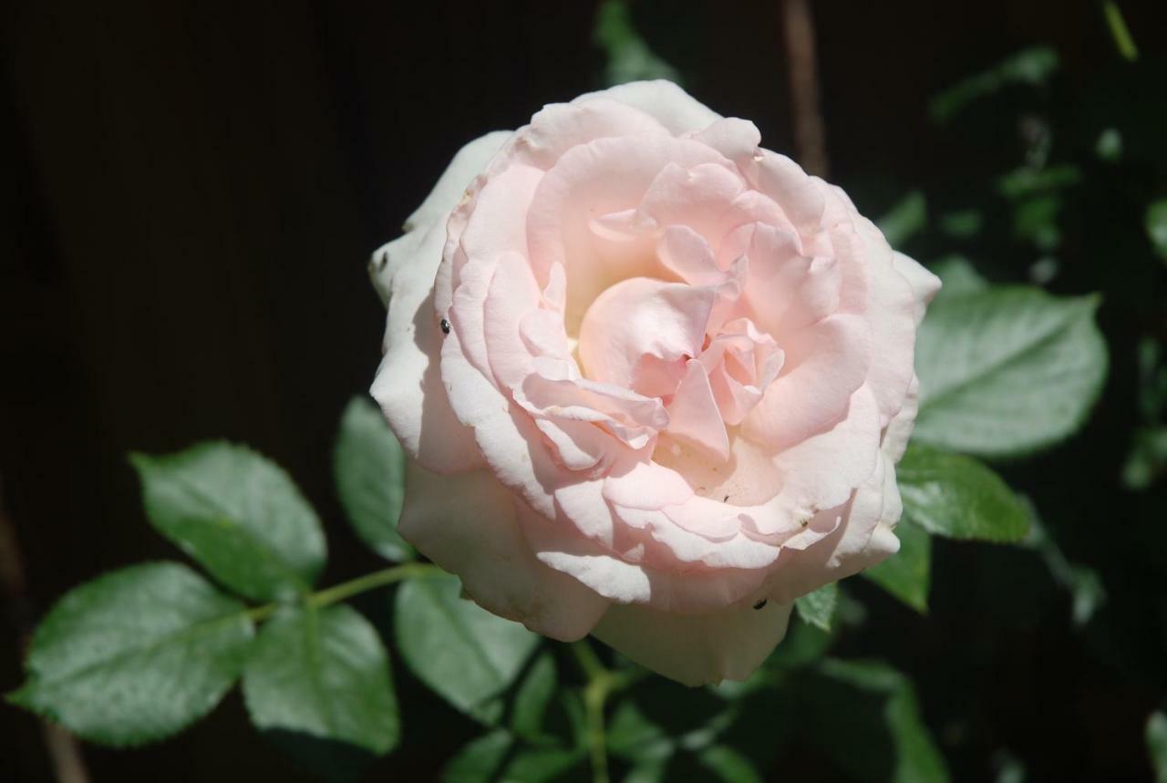 Rose Garden * Giverny