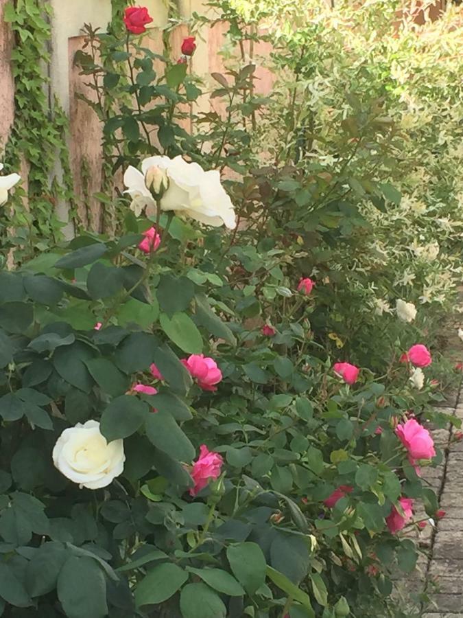 Apartment Rose Garden